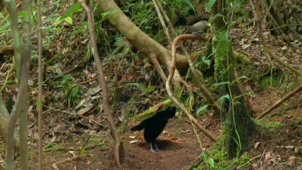 Carola Parotia Parotia Carolae Mężczyzna Bird Paradise Tańczący Wystawie Zalotów — Wideo stockowe