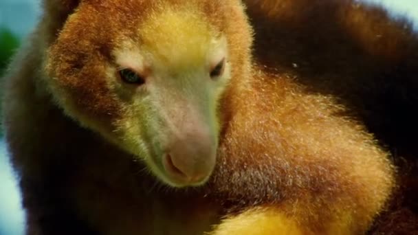 Close Goodfellow Tree Kangaroo Climbing Canopy Tree Rainforest Papua New — Stock Video