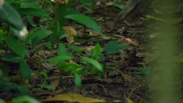 Close Cassowary Norte Caminhando Sua Floresta Papua Nova Guiné — Vídeo de Stock