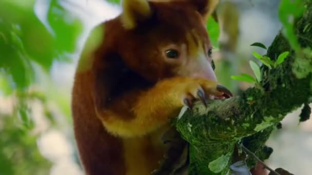 Primer Plano Goodfellow Tree Kangaroo Trepando Sobre Dosel Selva Tropical — Vídeos de Stock