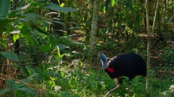Close Cassowary Norte Caminhando Sua Floresta Papua Nova Guiné — Vídeo de Stock