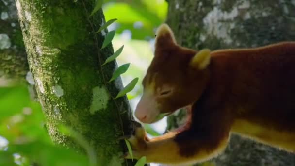 Close Goodfellow Tree Kangaroo Climbing Canopy Tree Rainforest Papua New — Stok video