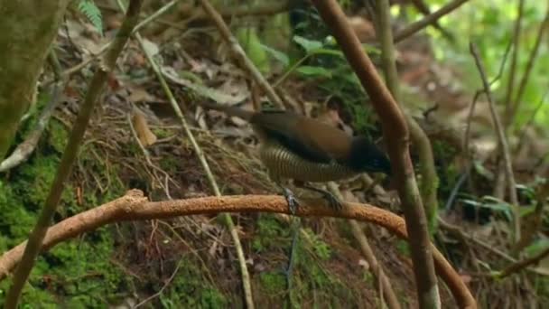 カローラのパロティア Parotia Carolae パプアニューギニアの熱帯ジャングルの求愛展示での楽園の男性鳥 — ストック動画