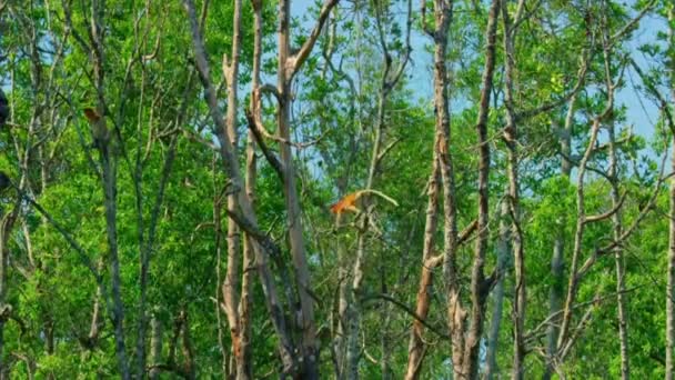Wild Proboscis Monkey Nasalis Larvatus Rainforest Island Borneo Malaysia — Vídeo de stock