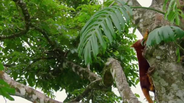 Close Goodfellow Árvore Canguru Subindo Dossel Floresta Tropical Papua Nova — Vídeo de Stock