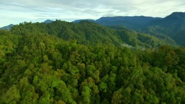 Drónrepülés Zöld Trópusi Esőerdők Felett Vadvízi Kirándulások Pápua Guineában — Stock videók