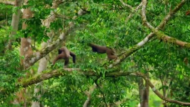 Silvery Gibbon Hylobates Moloch Climbing Swinging Trees Branch Jungle Sumatra — ストック動画