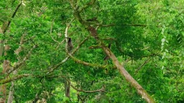 Gibão Prateado Hylobates Moloch Escalada Balançando Árvores Ramo Selva Sumatra — Vídeo de Stock