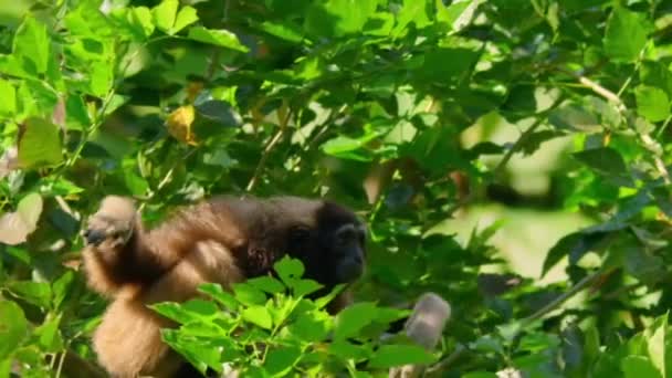 Silvery Gibbon Hylobates Moloch Climbing Swinging Trees Branch Jungle Sumatra — стоковое видео