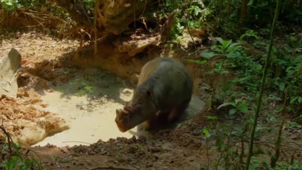 Närbild Borneansk Noshörning Sabah Noshörning Sumatran Noshörning Eller Hårig Noshörning — Stockvideo
