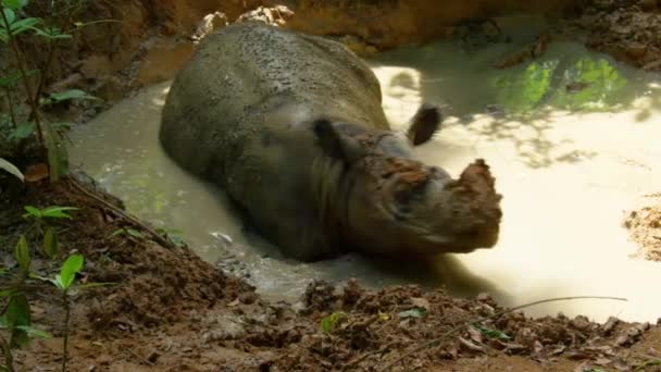 Close Bornean Rhino Sabah Rhino Sumatran Rhinoceros Hairy Rhino Mud — ストック動画