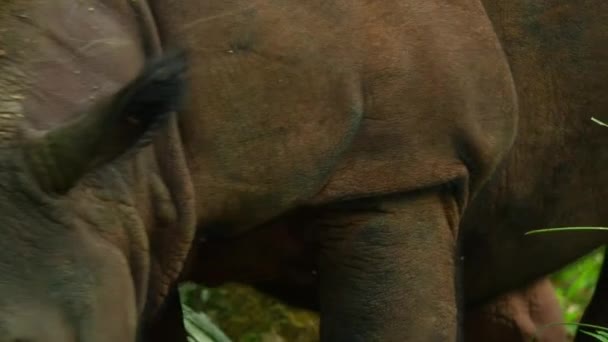 在印度尼西亚苏门答腊岛森林中的婆罗洲犀牛 萨巴赫犀牛 苏门答腊犀牛或毛茸茸的犀牛附近 — 图库视频影像