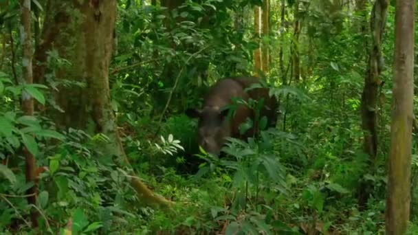 Blisko Borneańskiego Nosorożca Sabah Rhino Sumatrzańskiego Nosorożca Lub Owłosionego Nosorożca — Wideo stockowe