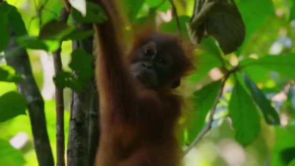 Baby Orangutan Climbing Tree Grasping Branch Looks Green Leaves Forest — Stockvideo