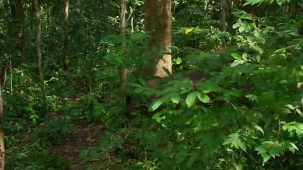 Nahaufnahme Eines Borneo Nashorns Sabah Nashorns Sumatra Nashorns Oder Behaarten — Stockvideo