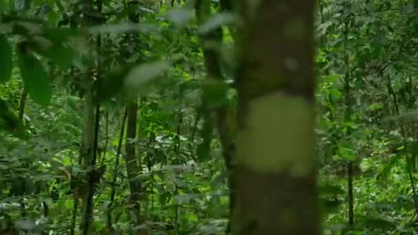 View Rainforest Lush Trees Sumatra Indonesia — стоковое видео