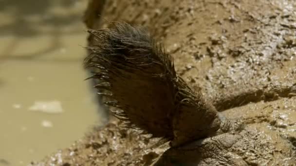 インドネシア スマトラ島の森にあるボルネオサイ サバ州Rhino スマトラサイ 毛深いサイの泥風呂の閉鎖 — ストック動画