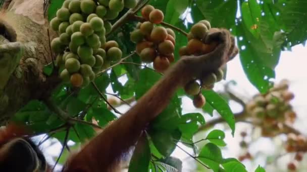 Close Orangutans Pongo Pygmaeus Subspecies Sumatra Eating Fruit Sumatra Indonesia — стоковое видео