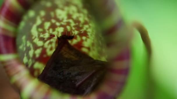 Small Bat Resting Carnivorous Pitcher Plant Monkey Cups Rainforest Jungle — Stockvideo