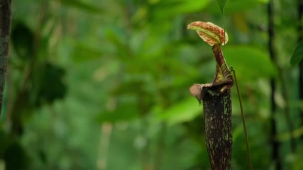 Small Bat Resting Carnivorous Pitcher Plant Monkey Cups Rainforest Jungle — Stock video