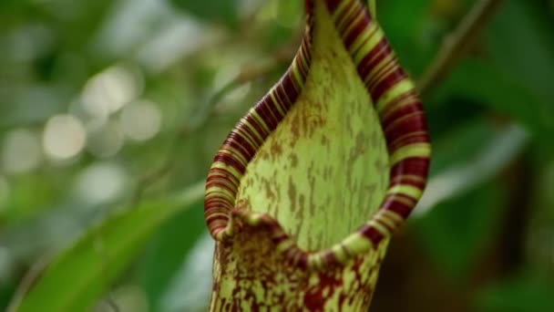 Close Carnivorous Pitcher Plant Monkey Cups Rainforest Jungle Carnivorous Plant — Vídeo de Stock