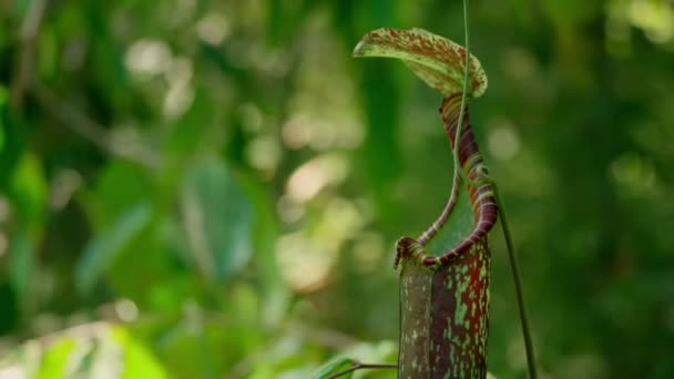 Κοντινό Πλάνο Των Σαρκοφάγων Pitcher Φυτών Κύπελλα Μαϊμού Στην Ζούγκλα — Αρχείο Βίντεο