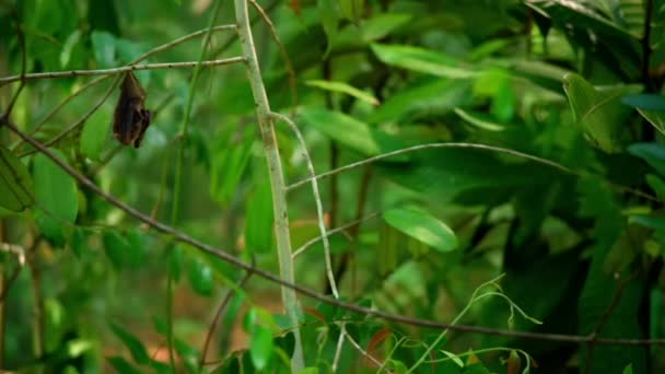 Close Small Bat Flying Rainforest Jungle Borneo Malaysia – stockvideo