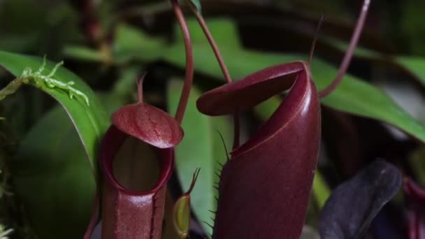 Timelapse Carnivorous Pitcher Plant Monkey Cups Growing Rainforest Jungle Carnivorous — Vídeo de stock