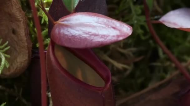 Timelapse Carnivorous Pitcher Plant Monkey Cups Growing Rainforest Jungle Carnivorous — Stock video
