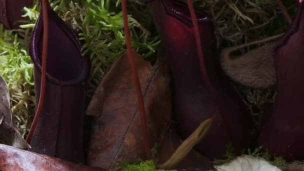 Timelapse Carnivorous Pitcher Plant Copos Macaco Crescendo Selva Floresta Tropical — Vídeo de Stock