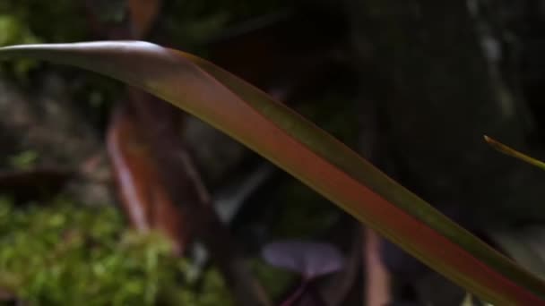 Timelapse Carnivorous Pitcher Plant Monkey Cups Growing Rainforest Jungle Carnivorous — Stok video