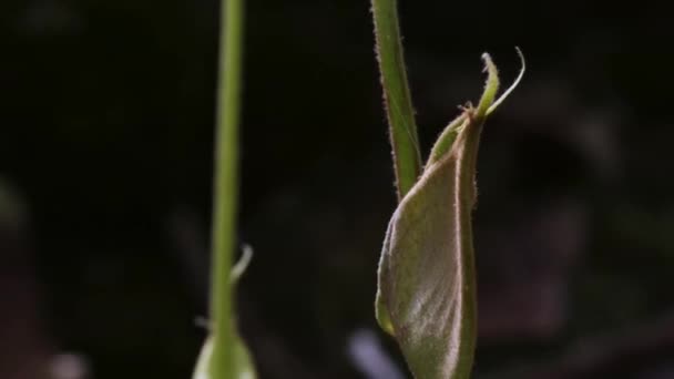 Timelapse Carnivorous Pitcher Plant Monkey Cups Growing Rainforest Jungle Carnivorous — Vídeos de Stock