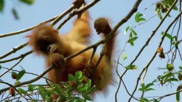 Close Orangutans Pongo Pygmaeus Subspecies Sumatra Eating Fruit Sumatra Indonesia — стоковое видео