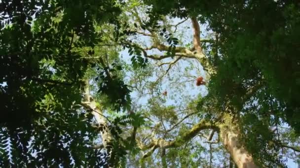 Close Orangutans Pongo Pygmaeus Una Sottospecie Sumatra Che Mangia Frutta — Video Stock