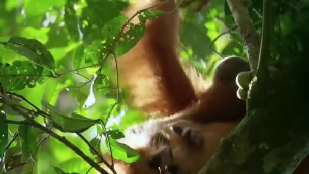 Detailní Záběr Orangutans Nebo Pongo Pygmaeus Poddruh Sumatra Jíst Ovoce — Stock video