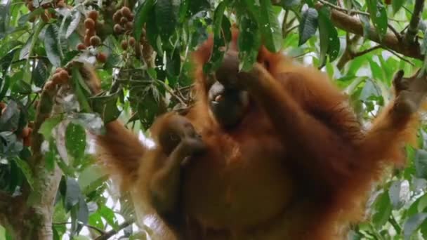 Orangutans Або Pongo Pygmaeus Підвид Суматри Який Перевозить Немовлят Споживає — стокове відео