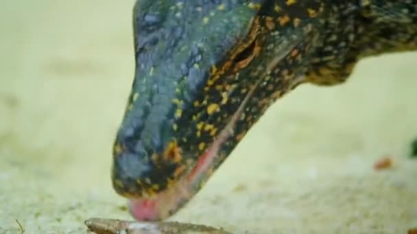 Close Asian Water Monitor Scavenging Dead Fish Beach Big Island — Wideo stockowe