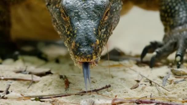 Close Asian Water Monitor Scavenging Dead Fish Beach Big Island — Stock video