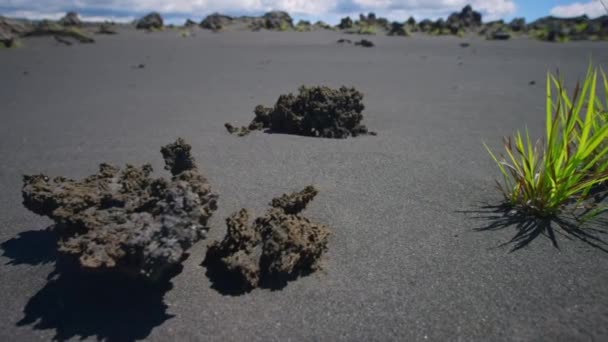 Bright Green Grass Grows Fresh Black Volcanic Lava Rock Blowing — стоковое видео