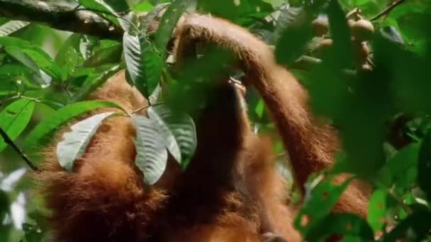Close Orangutans Pongo Pygmaeus Subspecies Sumatra Eating Fruit Sumatra Indonesia — стоковое видео