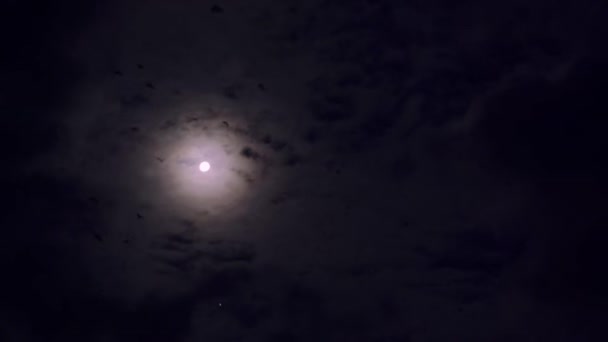 Giant Fruit Eater Bats Flying Foxes Pteropus Flying Night Sumatra — Stockvideo