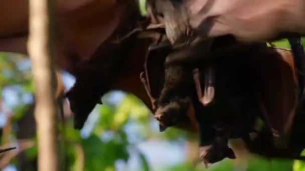 Close Giant Fruit Eater Bats Flying Foxes Pteropus Hanging Jungle — Stock Video