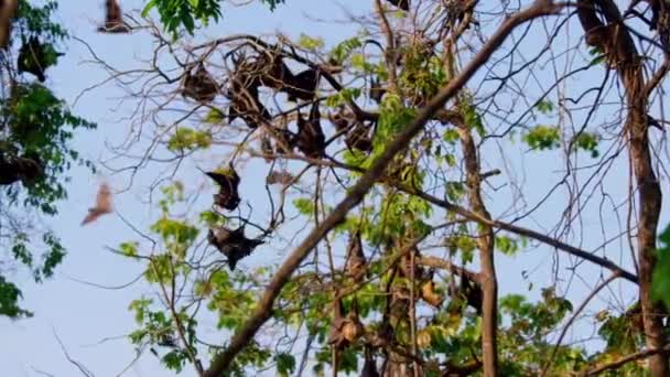 Close Giant Fruit Eater Bats Flying Foxes Pteropus Hanging Jungle — Stock Video
