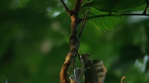 Standardwing Bird Paradise Semioptera Wallacii Courtship Display Forest Halmahera Island — стокове відео