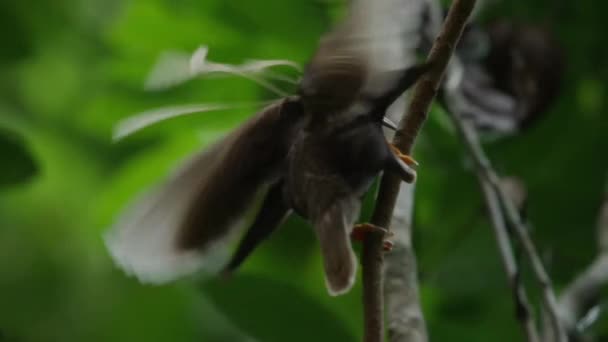 Estandarte Pájaro Del Paraíso Semioptera Wallacii Exhibición Cortejo Bosque Isla — Vídeo de stock