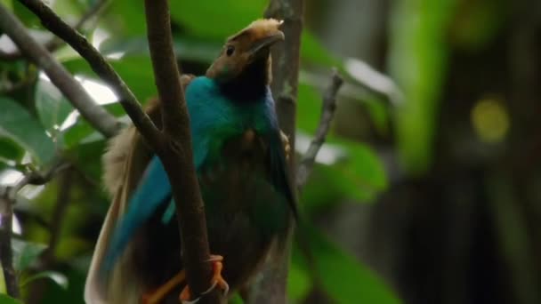 Padronizando Paraíso Das Aves Semioptera Wallacii Exibição Cortejo Floresta Ilha — Vídeo de Stock