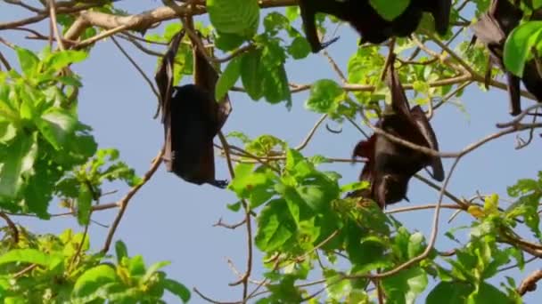 Close Giant Fruit Eater Bats Flying Foxes Pteropus Hanging Defecating — Stockvideo