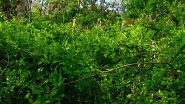 ジャングル スマトラ インドネシアにぶら下がっている巨大な果実食性コウモリ フライングフォックス ペタポス の閉鎖 — ストック動画
