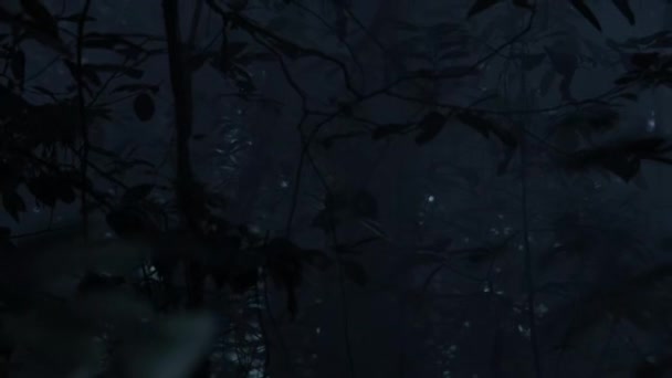 Вид Изнутри Пышными Деревьями Ночью Остров Халмахера Индонезия — стоковое видео