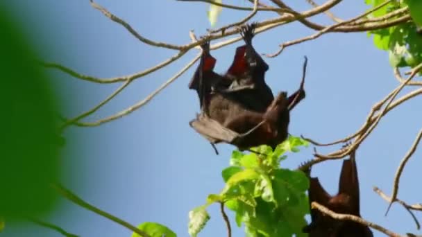 在印度尼西亚苏门答腊岛的丛林里 一只巨大的食果蝙蝠 被吊死和排便 — 图库视频影像